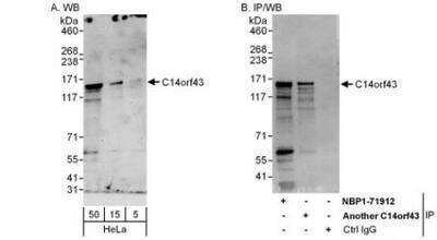 Western Blot: ELMSAN1 Antibody [NBP1-71912] - Whole cell lysate (5, 15 and 50 mcg for WB; 1 mg for IP, 20% of IP loaded) from HeLa cells.   Antibodies: Affinity purified rabbit anti-C14orf43 antibody used for WB at 0.1 mcg/ml (A) and 1 mcg/ml (B) and used for IP at 6 mcg/mg lysate.  C14orf43 was also immunoprecipitated by another rabbit anti-C14orf43 antibody, which recognizes an upstream epitope.