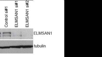 Western Blot: ELMSAN1 Antibody [NBP1-71912] - analysis of ELMSAN1 in U87 whole cell lysates using anti-ELMSAN1 antibody. Lane 1 - contorl siRNA, Lanes 2 and 3 - U87 cells transfected with siRNAs targeting ELMSAN1. Image from verified customer review.