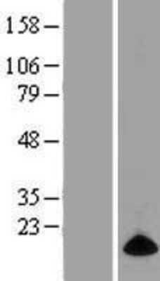 Western Blot ELOF1 Overexpression Lysate