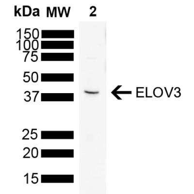 Western Blot: ELOVL3 Antibody (V61P2B3-D10) [NBP2-76673] - 1:1000 dilution for detection of ELOVL3 in 10 ug of Rat brain by ECL immunoblot analysis using Goat Anti-Mouse IgG:HRP as the secondary antibody