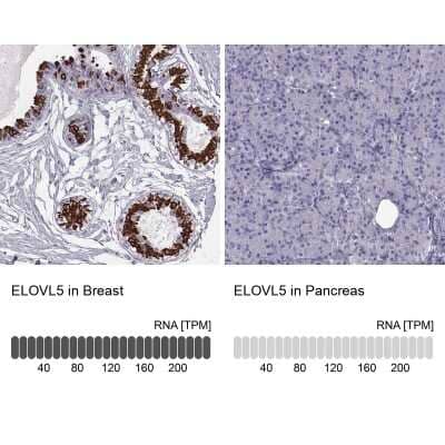 Immunohistochemistry-Paraffin ELOVL5 Antibody