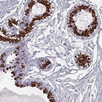 Immunohistochemistry-Paraffin: ELOVL5 Antibody [NBP2-33500] - Staining of human breast shows strong cytoplasmic positivity in glandular cells.