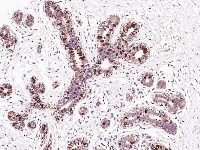 Immunohistochemistry-Paraffin: ELOVL5 Antibody [NBP2-97520] - Immunochemical staining of human ELOVL5 in human breast with rabbit polyclonal antibody at 1:200 dilution, formalin-fixed paraffin embedded sections.