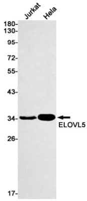 Western Blot: ELOVL5 Antibody (S07-7B3) [NBP3-19482] - Western blot detection of ELOVL5 in Jurkat, Hela cell lysates using NBP3-19482 (1:1000 diluted). Predicted band size: 35kDa. Observed band size: 35kDa.