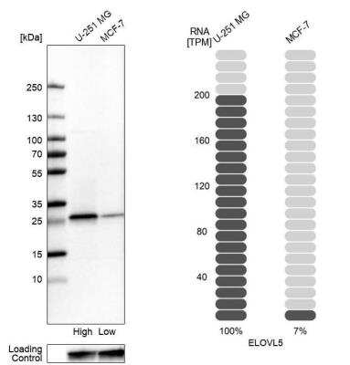 Western Blot ELOVL5 Antibody