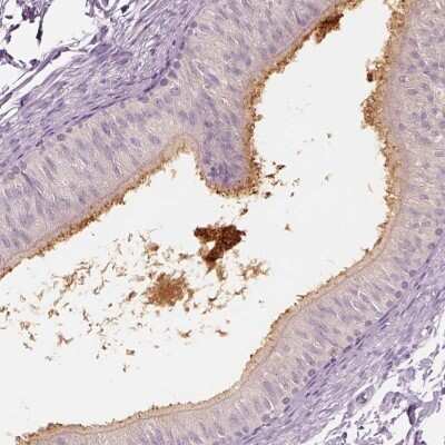 Immunohistochemistry-Paraffin: ELSPBP1 Antibody [NBP2-13958] - Staining of human epididymis shows high expression.