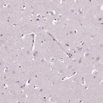 Immunohistochemistry-Paraffin: ELSPBP1 Antibody [NBP2-13958] - Staining of human cerebral cortex shows no positivity in neurons as expected.