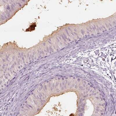 Immunohistochemistry-Paraffin: ELSPBP1 Antibody [NBP2-13958] - Staining of human epididymis shows moderate cytoplasmic positivity in glandular cells.