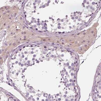 Immunohistochemistry-Paraffin: ELSPBP1 Antibody [NBP2-13958] - Staining of human testis shows moderate cytoplasmic positivity in Leydig cells.