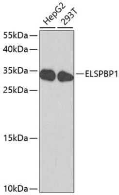 Western Blot: ELSPBP1 Antibody [NBP3-04547] - Analysis of extracts of various cell lines, using ELSPBP1 antibody at 1:1000 dilution. Secondary antibody: HRP Goat Anti-Rabbit IgG (H+L) at 1:10000 dilution. Lysates/proteins: 25ug per lane. Blocking buffer: 3% nonfat dry milk in TBST. Detection: ECL Basic Kit.