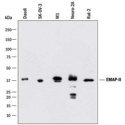 Western Blot: EMAP-II/AIMP1 Antibody (959507) [MAB19101] - Detection of Human, Mouse, and Rat EMAP-II by Western Blot. Western blot shows lysates of Daudi, SK-OV-3, M1, Neuro2A and Rat-2 cell lysates. PVDF membrane was probed with Mouse Anti-Human EMAP-II Monoclonal Antibody (Catalog # MAB19101) followed by HRP-conjugated Anti-Mouse IgG Secondary Antibody (Catalog # HAF018). A specific band was detected for EMAP-II at approximately 38 kDa (as indicated). This experiment was conducted under reducing conditions