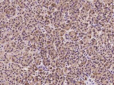 Immunohistochemistry-Paraffin: EMAP-II/AIMP1 Antibody [NBP2-99128] - Staining of human EMAP-II/AIMP1 in human pancreas with rabbit polyclonal antibody at 1:5000 dilution. 