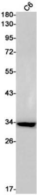 Western Blot: EMAP-II/AIMP1 Antibody (S01-5A9) [NBP3-19624] - Western blot detection of EMAP-II/AIMP1 in C6 cell lysates using NBP3-19624 (1:1000 diluted). Predicted band size: 34kDa. Observed band size: 34kDa.