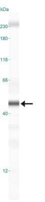 Simple Western: EMAP-II/AIMP1 Antibody [NBP2-27080] - Simple Western lane view shows a specific band for EMAP-II/AIMP1 in 0.5 mg/ml of NIH-3T3 lysate.  This experiment was performed under reducing conditions using the 12-230 kDa separation system.