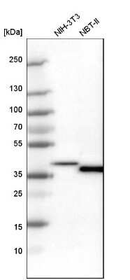 Western Blot: EMAP-II/AIMP1 Antibody [NBP1-84851] - Analysis in mouse cell line NIH-3T3 and rat cell line NBT-II.