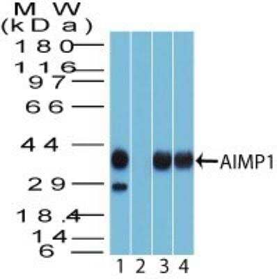 Western Blot: EMAP-II/AIMP1 Antibody [NBP2-27080] - Analysis of AIMP1 using AIMP1 antibody. Human HCT116 cell lysate in the 1) absence and 2) presence of immunizing peptide and 3) mouse Raw 4) 3T3 cell lysate probed with 2 ug/ml of AIMP1 antibody.  Goat anti-rabbit Ig HRP secondary antibody and PicoTect ECL substrate solution were used for this test.