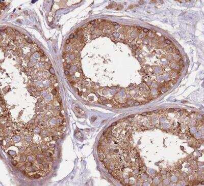 Immunohistochemistry-Paraffin: EMC1 Antibody [NBP2-14151] - Staining of human testis shows moderate granular cytoplasmic positivity in cells in seminiferous ducts.