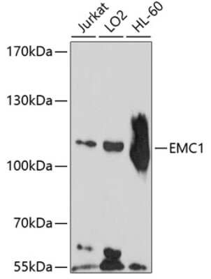 Western Blot: EMC1 Antibody [NBP3-05171] - Analysis of extracts of various cell lines, using EMC1 antibody at 1:1000 dilution. Secondary antibody: HRP Goat Anti-Rabbit IgG (H+L) at 1:10000 dilution. Lysates/proteins: 25ug per lane. Blocking buffer: 3% nonfat dry milk in TBST. Detection: ECL Basic Kit