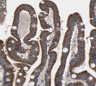 Immunohistochemistry-Paraffin EMC7 Antibody - BSA Free