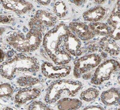 Immunohistochemistry-Paraffin EMC7 Antibody - BSA Free
