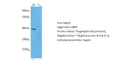 Western Blot: EME2 Antibody [NBP2-83003] - Host: Rabbit. Target: EME2. Positive control (+): HepG2 (HG). Negative control (-): Human liver (LI). Antibody concentration: 3ug/ml