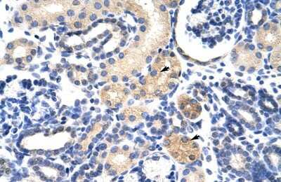 Immunohistochemistry-Paraffin EMG1 Antibody - BSA Free