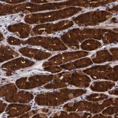 Immunohistochemistry-Paraffin: EMID1 Antibody [NBP1-84849] - Staining of human stomach shows strong cytoplasmic positivity in glandular cells.