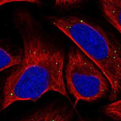 Immunocytochemistry/ Immunofluorescence EMID2 Antibody - BSA Free
