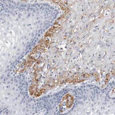 Immunohistochemistry-Paraffin EMID2 Antibody - BSA Free