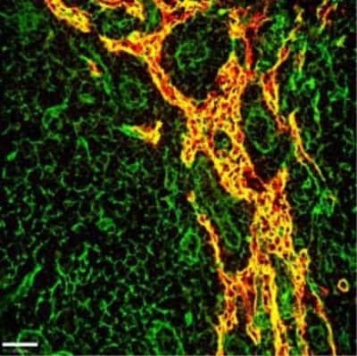 Immunocytochemistry/Immunofluorescence: EMILIN1 Antibody (C11A8) [NBP2-36338] - Positive staining for EMILIN1 (green) in mouse lymph node. In red, lymphatic vessels positive for Lyve-1. Yellow represents the close association of EMILIN1 with lymphatic vessel structures. Scale bar: 37.00 um