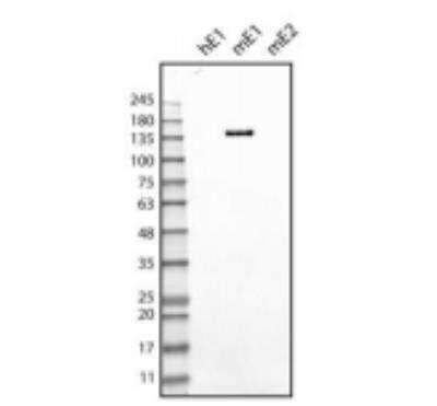 Western Blot EMILIN1 Antibody (C11A8) - Azide and BSA Free