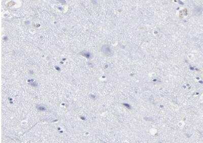Immunohistochemistry-Paraffin: EMILIN1 Antibody [NBP1-84127] - Staining of human cerebral cortex shows no positivity in neurons as expected.