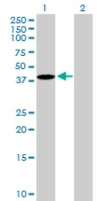 Western Blot: EMILIN1 Antibody [H00011117-B01P] - Analysis of EMILIN1 expression in transfected 293T cell line by EMILIN1 polyclonal antibody.  Lane 1: EMILIN1 transfected lysate(38.17 KDa). Lane 2: Non-transfected lysate.
