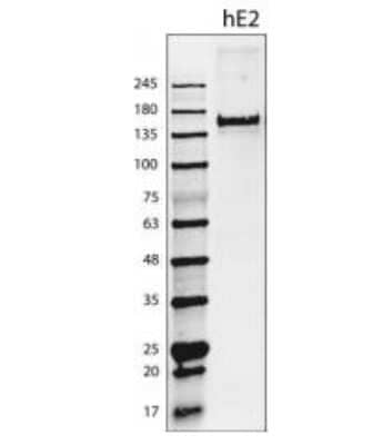 Western Blot: EMILIN2 Antibody (828B3B3) [NBP2-36064] - Recombinant protein obtained from supernatant of cells transduced with an Emilin-2 adenoviral construct.