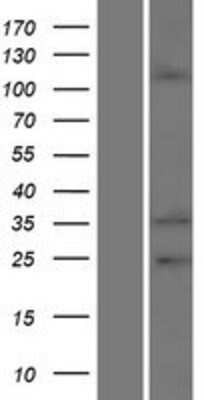 Western Blot EMILIN2 Overexpression Lysate