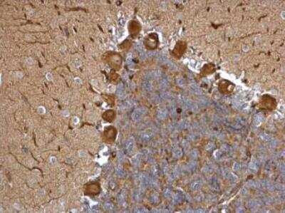 Immunohistochemistry-Paraffin: EML1 Antibody [NBP1-30956] - Rat hind brain. EML1 antibody [C3], C-term dilution: 1:500. Antigen Retrieval: Trilogy™ (EDTA based, pH 8.0) buffer, 15min.