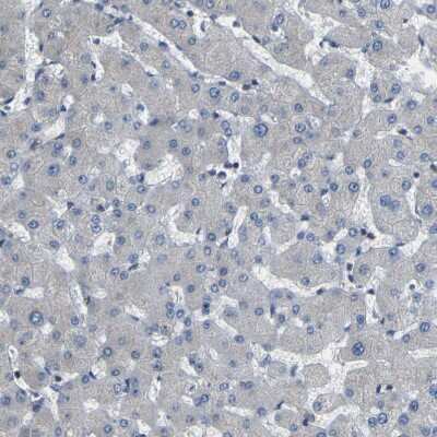 Immunohistochemistry-Paraffin: EML2 Antibody [NBP1-84861] - Staining of human liver shows no positivity in hepatocytes as expected.