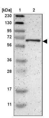 Western Blot: EML2 Antibody [NBP1-84861] - Lane 1: Marker  [kDa] 230, 130, 95, 72, 56, 36, 28, 17, 11.  Lane 2: Human cell line RT-184