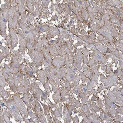 Immunohistochemistry-Paraffin: EMMPRIN/CD147 Antibody [NBP2-34025] - Staining of human heart muscle shows high expression.