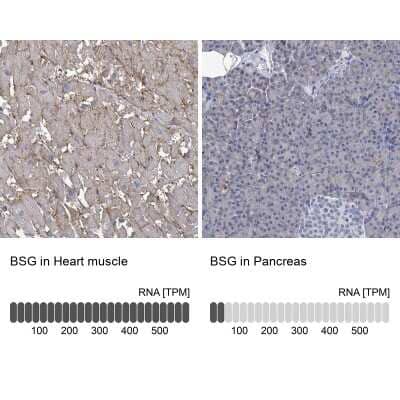 Immunohistochemistry-Paraffin: EMMPRIN/CD147 Antibody [NBP2-34025] - Staining in human heart muscle and pancreas tissues using anti-BSG antibody. Corresponding BSG RNA-seq data are presented for the same tissues.