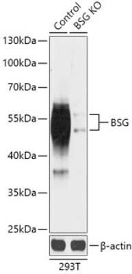 Western Blot: EMMPRIN/CD147 Antibody [NBP3-03732] - Analysis of extracts from normal (control) and BSG knockout (KO) 293T cells, using EMMPRIN/CD147 antibody at 1:1000 dilution. Secondary antibody: HRP Goat Anti-Rabbit IgG (H+L) at 1:10000 dilution. Lysates/proteins: 25ug per lane. Blocking buffer:  3% nonfat dry milk in TBST.
