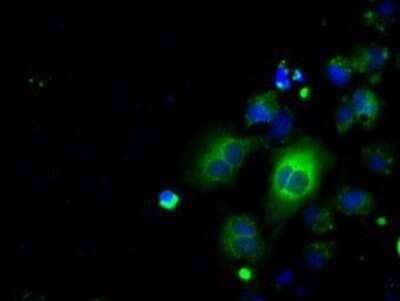 Immunocytochemistry/Immunofluorescence: EMMPRIN/CD147 Antibody (OTI9H5) - Azide and BSA Free [NBP2-70278] - Staining of COS7 cells transiently transfected by pCMV6-ENTRY CD147.