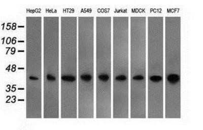 Western Blot: EMMPRIN/CD147 Antibody (OTI9H5) - Azide and BSA Free [NBP2-70278] - Analysis of extracts (35ug) from 9 different cell lines by using anti-CD147 monoclonal antibody.