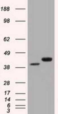 Western Blot: EMMPRIN/CD147 Antibody (OTI9H5) - Azide and BSA Free [NBP2-70278] - HEK293T cells were transfected with the pCMV6-ENTRY control (Left lane) or pCMV6-ENTRY CD147 (Right lane) cDNA for 48 hrs and lysed. Equivalent amounts of cell lysates (5 ug per lane) were separated by SDS-PAGE and immunoblotted with anti-CD147.