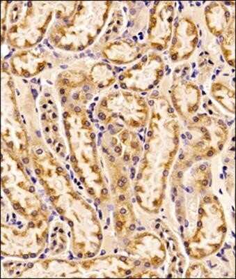 Immunohistochemistry: EMMPRIN/CD147 Antibody (OX-47) - Azide and BSA Free [NBP2-80717] - Analysis of FFPE tissue section of rat kidney using 1:100 dilution of CD147 antibody (clone OX-47). The staining was detected using HRP-labelled secondary antibody and DAB reagent which followed counterstaining of sections with hematoxylin. This antibody