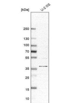 <b>Orthogonal Strategies Validation. </b>Western Blot: EMMPRIN/CD147 Antibody [NBP2-34025] - Analysis in human cell line U-2 OS.