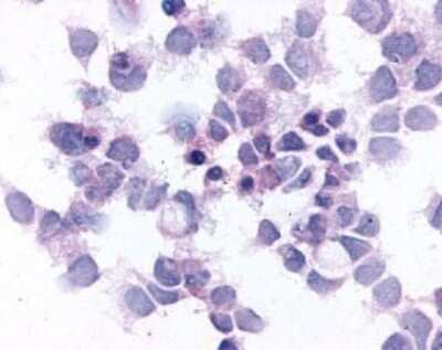 Immunohistochemistry-Paraffin: EMR2 Antibody [NLS1663] - Analysis of anti-EMR2 antibody with transfection control.