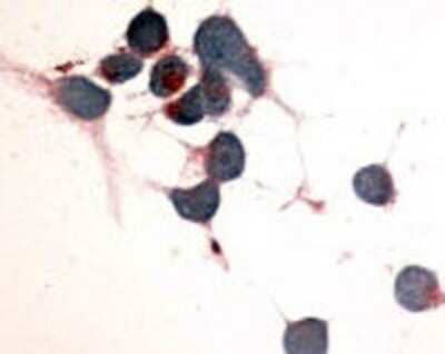 Immunohistochemistry-Paraffin: EMR2 Antibody [NLS1663] - Analysis of anti-EMR2 antibody with cells expressing vector only using this antibody at 2 ug/ ml.