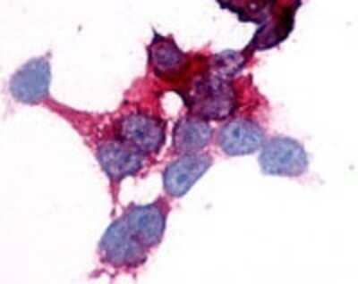 Immunohistochemistry-Paraffin: EMR2 Antibody [NLS1663] - Analysis of anti-EMR2 antibody with transfected cells expressing EMR2 at 2 ug/ ml.