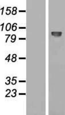 Western Blot EMR2 Overexpression Lysate